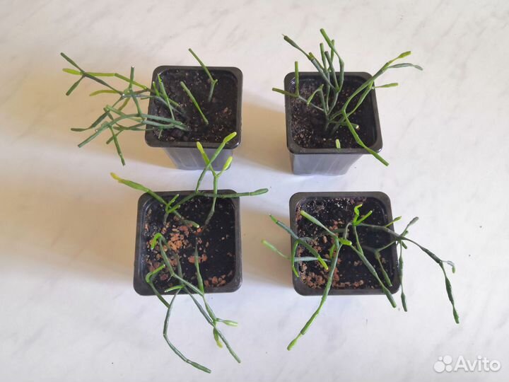 Комнатные цветы