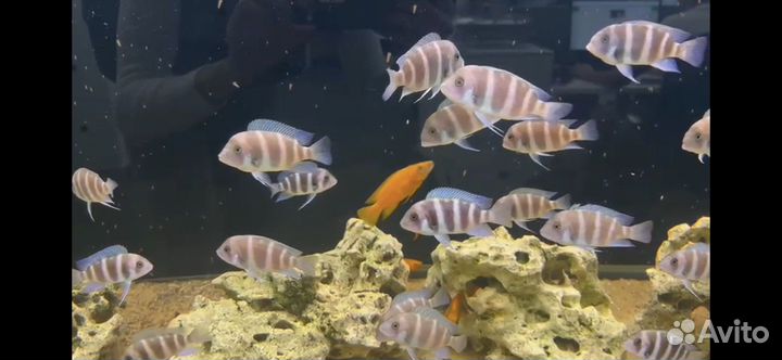 Фронтоза Cyphotilapia frontosa Blue Zair