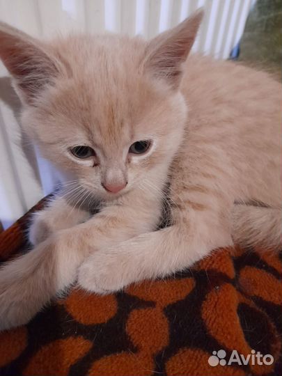 Котенок персиковый