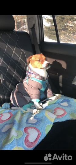 Зимний комбез для собаки