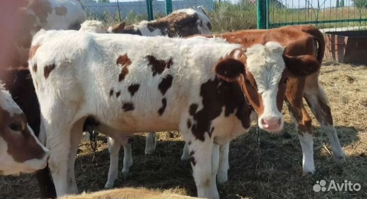 Телки 4 месяца