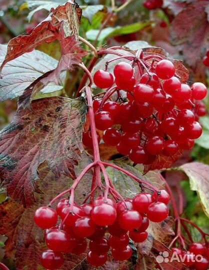 Черноплодная рябина, боярышник, калина