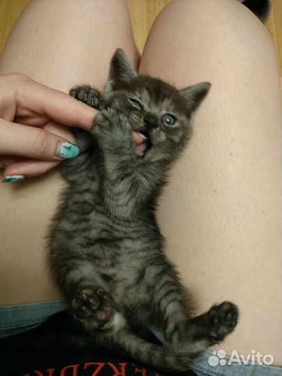 Шотландская кошечка