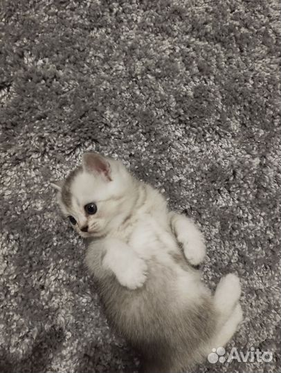 Шотландские котята