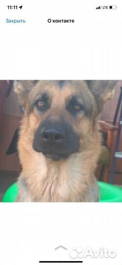 Немецкая овчарка