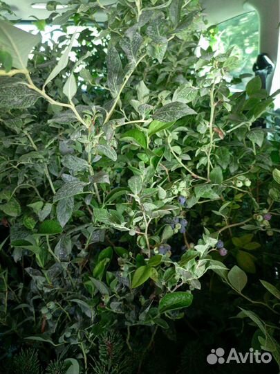 Саженцы голубики