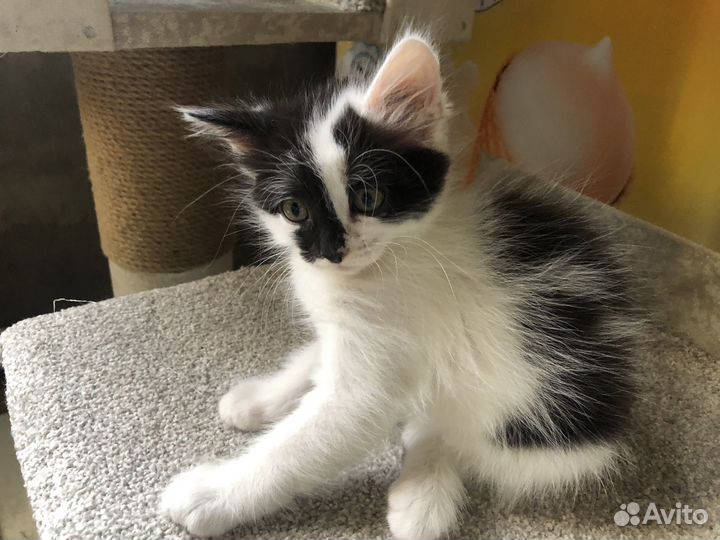 Котики бесплатно в добрые руки