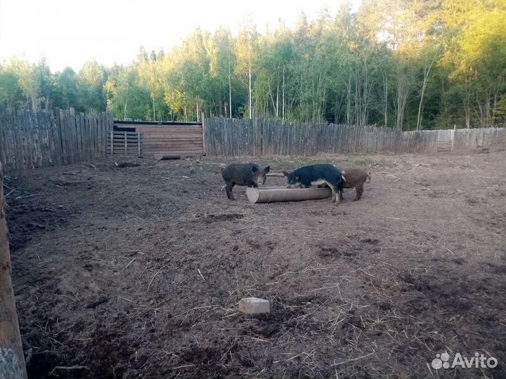 Быки, поросята