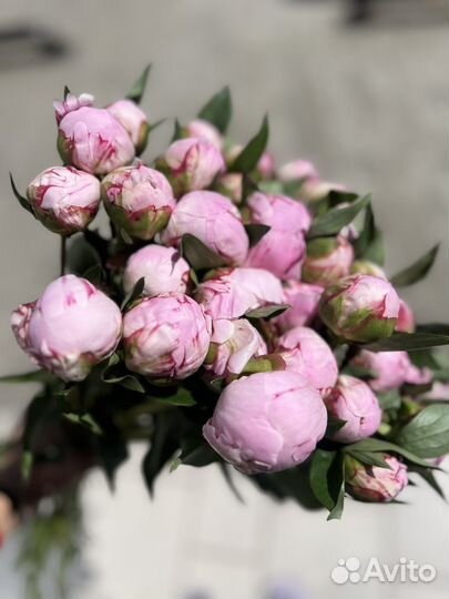 Пион сара бернар