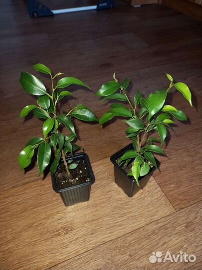 Фикус бенджамина Наташа