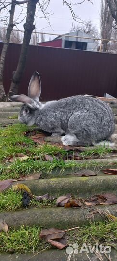 Кролик самец