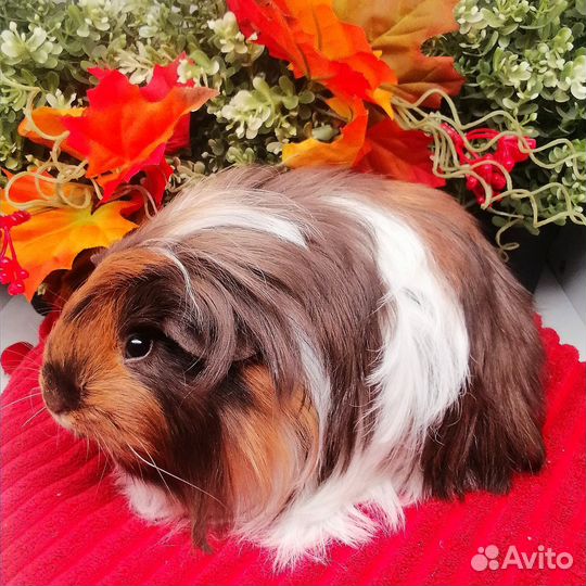 Шелти, длинношерстная морская свинка