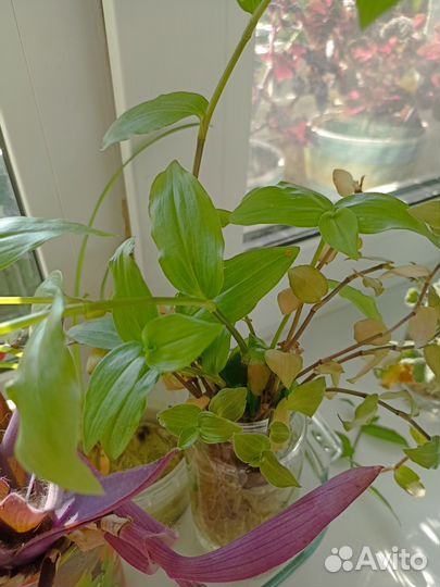 Традесканция