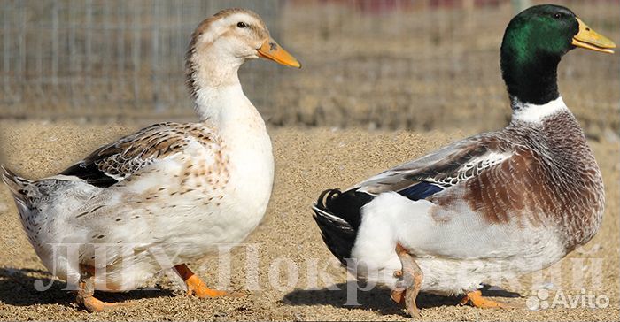 Утка Сильвер Эпплиярд (инкубяйцо)