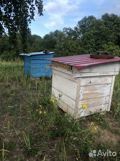 Улей с пчёлами