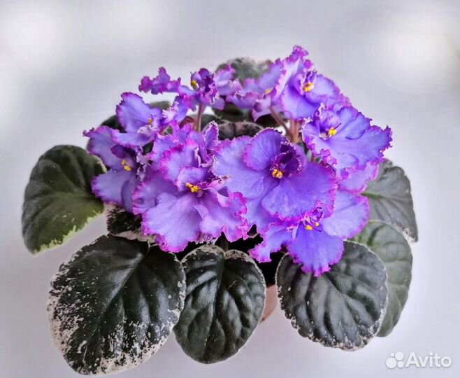 Комнатные растения цветы