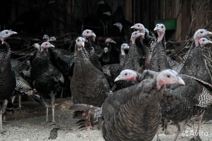 Домашняя птица на мясо