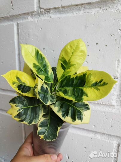 Плющ, Кодиум, Айхризон вариегатный