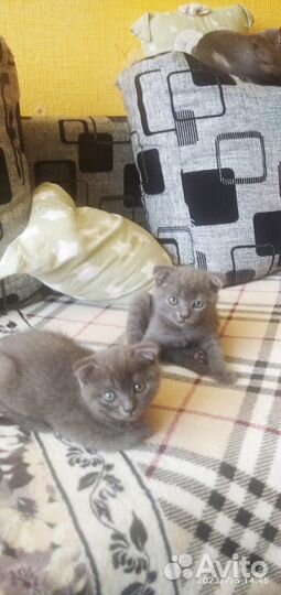 Британская