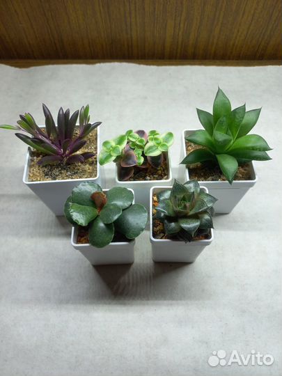 Суккуленты в ассортименте в пластиковых горшочках