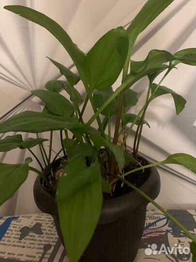 Дримиопсис (ледебурия)