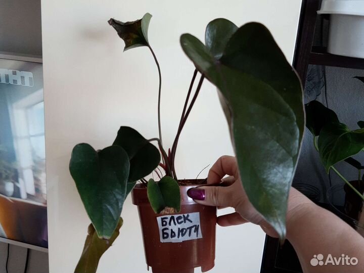 Антуриум Black Beauty