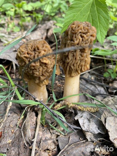 Весенний деликатес Сморчковая шапочка