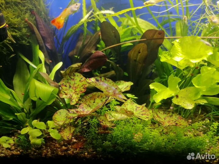 Аквариумные растения:Эхинодорусы и немного другого