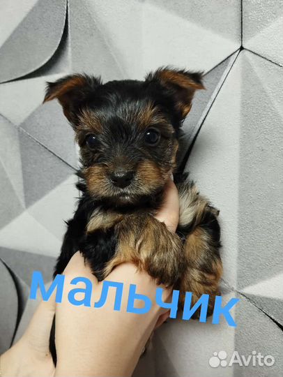 Йоркширский терьер