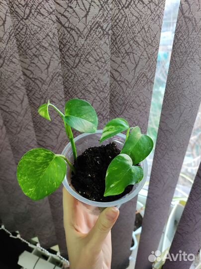 Фикус, хойя, декабрист, эписция