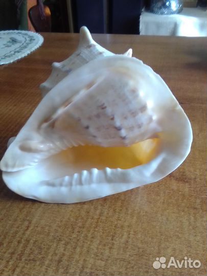 Большие морские раковины