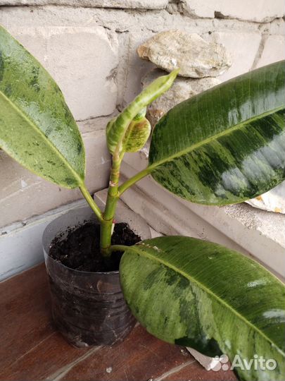 Домашние цветы