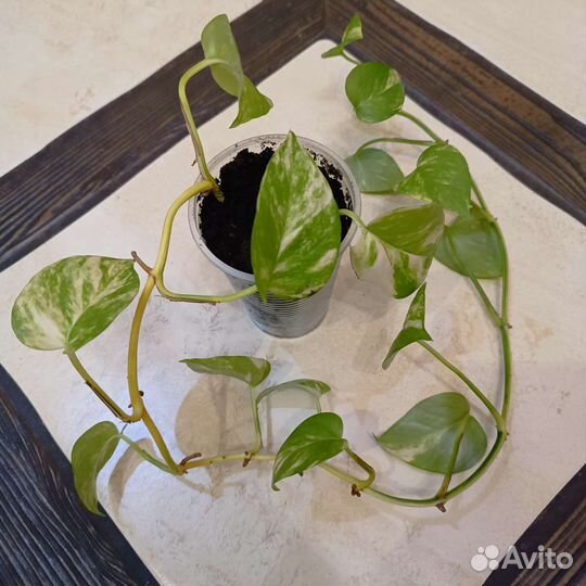 Эпипремнум золотистый
