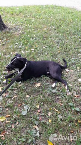 Собака в добрые руки отдам бесплатно