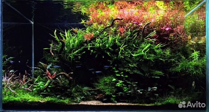 Данио margaritatus