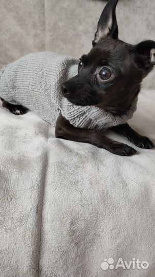 Свитер для собаки