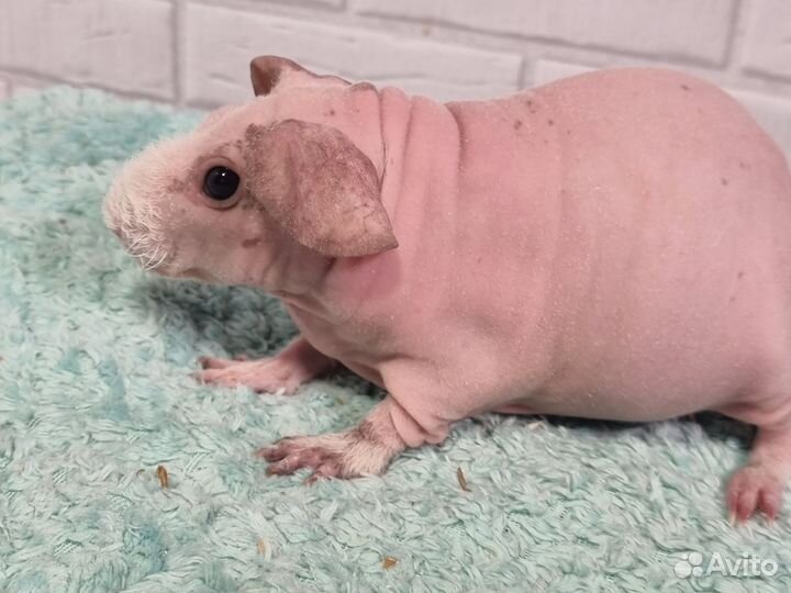 Морские свинки скинни