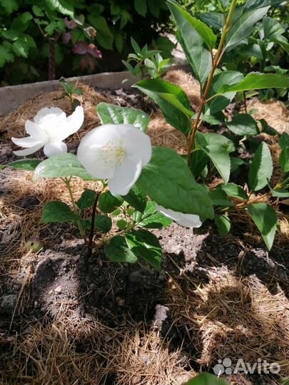 Жасмин (махровый) чубушник