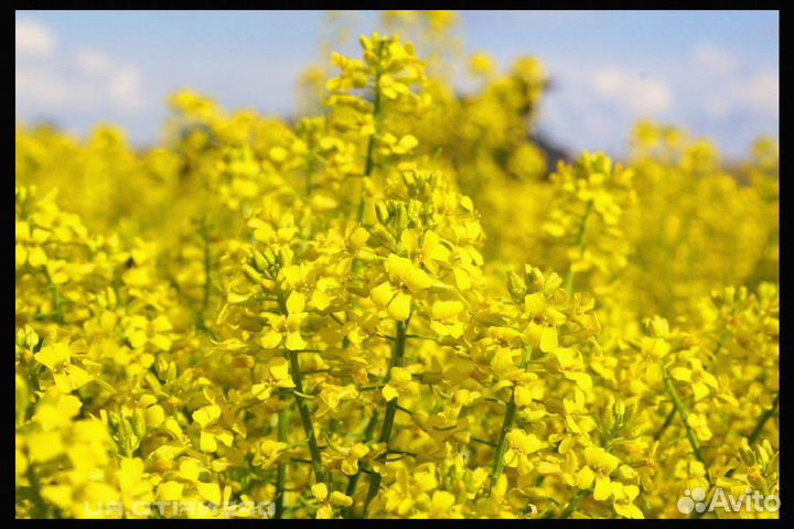 Семена Горчицы Белой оптом