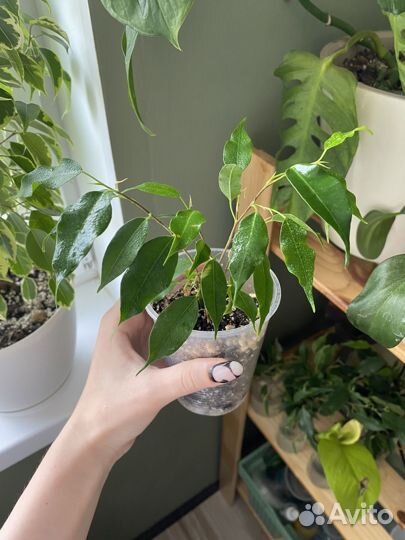 Фикус бенджамина