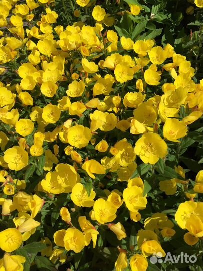 Многолетники для сада