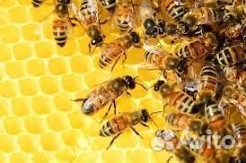 Пчелопакеты