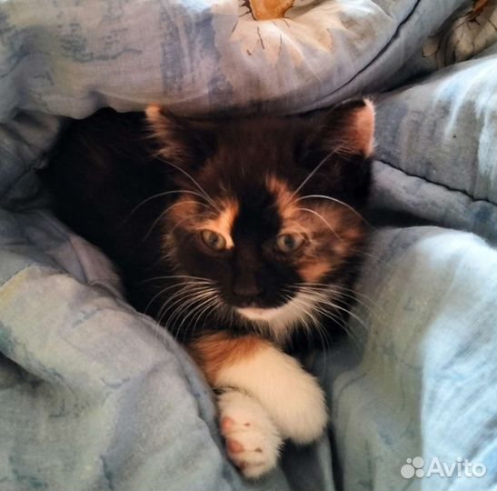 Котенок девочка