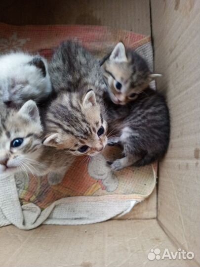 Котята отдам в добрые руки бесплатно