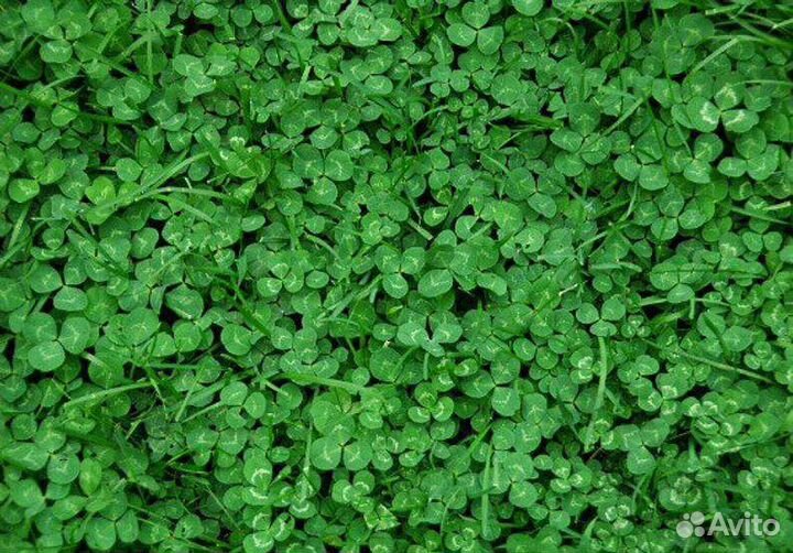 Микроклевер газон для ленивых