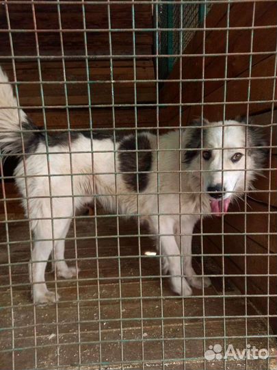 Пес умрёт в приюте