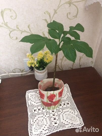 Любителям экзотических растений
