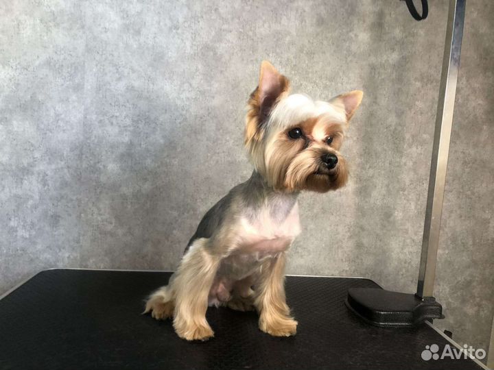 Щеночки йорка