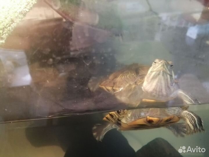 Красноухая черепаха с аквариумом