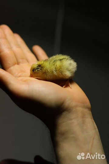 Перепел суточный